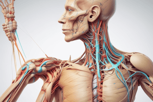 Musculocutaneous and Radial Nerve Anatomy