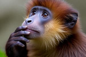 Primatology Overview