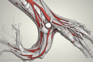 Vasculature of the Lower Limb