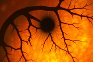 Sensory Processing and Eye Structure Quiz