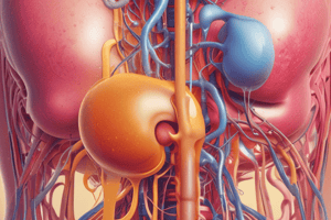 Urinary System Functions and Disorders Quiz