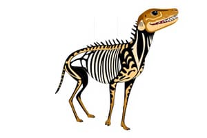 Overview of Phylum Chordata