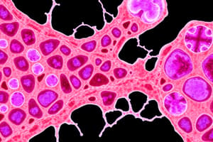 Connective Tissue Overview and Components