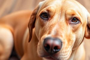 Canine Hypersensitivity Disorders Quiz