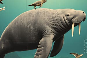 Taxonomy of a Manatee Flashcards