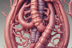 Anatomía del Intestino Delgado