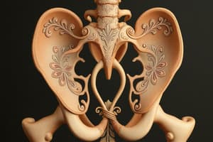 Sistema Urinario: Cálices y Pelvis Renal