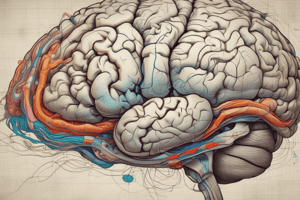 Prefrontal Cortex and Motor Pathways Anatomy