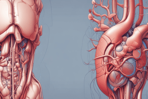 Bases Morfofuncionais II: Renal Anatomy