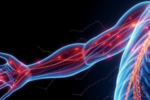 Skeletal Muscle Reflexes and Arc Components