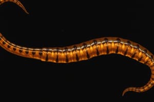 Non-GI Helminths of Small Animals