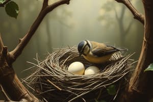 Ninhos e a Produção de Ovos de Aves