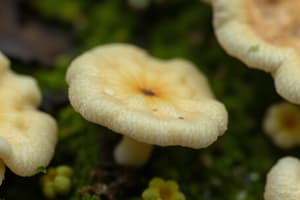 Overview of Fungi