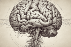 Human Brain Structure and Functions