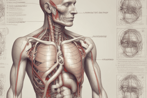 Thoracic Injuries: Pneumothorax, Hemothorax, and Hemopneumothorax