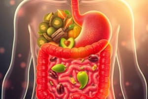 Digestive System Overview