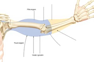 Anatomical Terminology Quiz: Upper Extremity