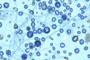 Types of Stains in Microscopy