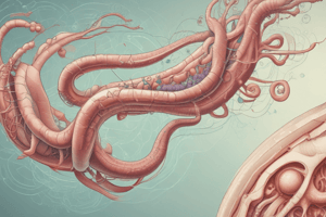 Development of the Extrahepatic Biliary System