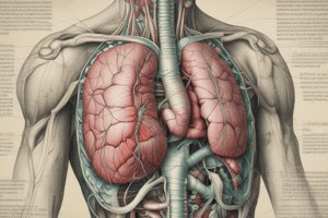 Anatomie II - Chapitre 2 : La Région Rétropéritonéale