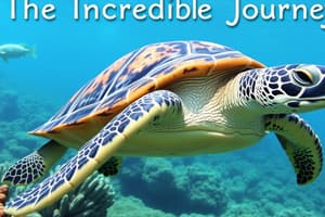 Turtle the Incredible Journey Flashcards 1-2