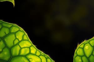 Plant Cells: Structures and Photosynthesis