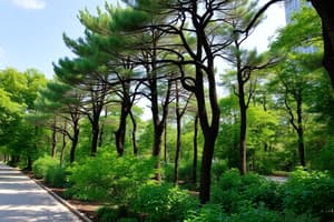 Cooling Effects of Trees in Urban Areas