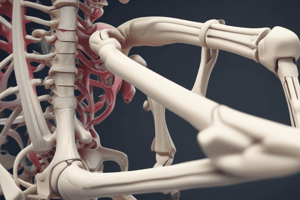 Chapter 8: The Appendicular Skeleton - Lower Limb & Foot Quiz