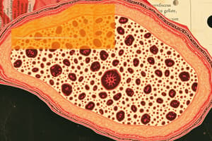 Epithelial Tissue Quiz