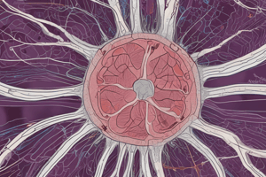 Functions of Connective Tissue in the Human Body