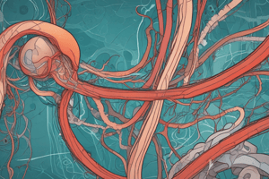 Urinary System Overview