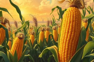 History of Corn in the U.S.