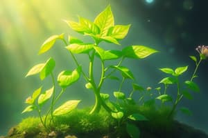 Besoins et Photosynthèse des Plantes