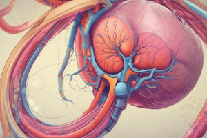 Human Kidney Structure and Function