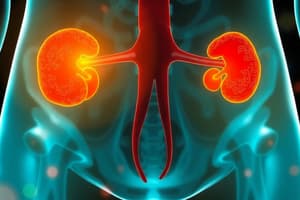 Urinary System Overview