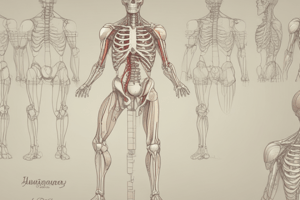 The Pelvis and Pelvic Ring