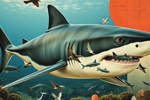 Conservation Narrative - Shark Fin Soup