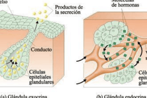 Preguntas y respuestas 1