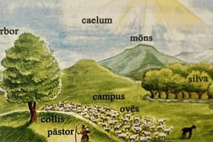 Latin Reading Comprehension: Shepherd and Sheep