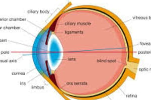 lab 3 - the eye