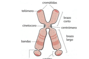 38. Quiz Membrana plasmática I 81 a 90