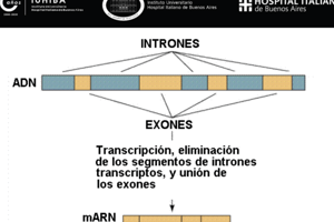 26. Quiz médico de familia a espacio fisico y psíquico niño 9 a 12