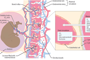 Placentation and lactation