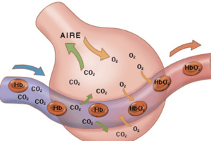 154. Quiz Sistema respiratorio I 317 a 323