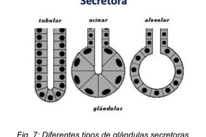 20. Quiz Salud OMS a niveles de prevención 1 a 7