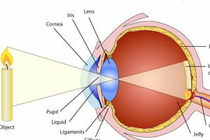 Visual perception (all notes)