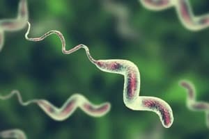 Campylobacter Bacteria and Gastroenteritis Quiz