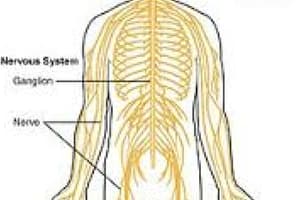 The Nervous System