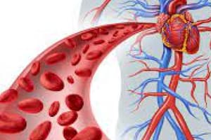 Chapter 20- Vessels and Circulation Quiz