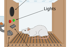 Animal Learning and Cognition (all notes)